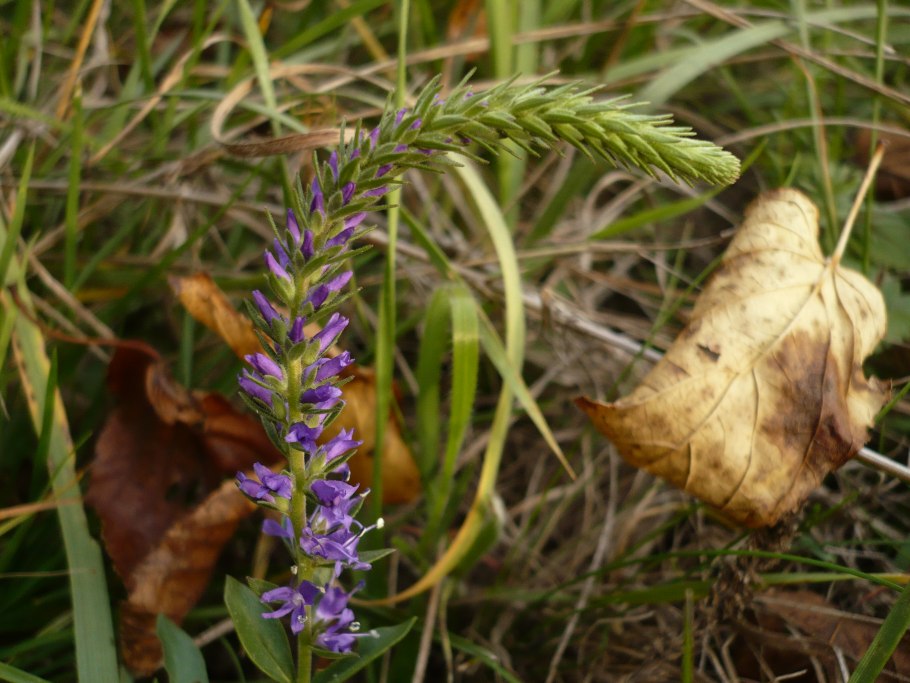 Цветок аира