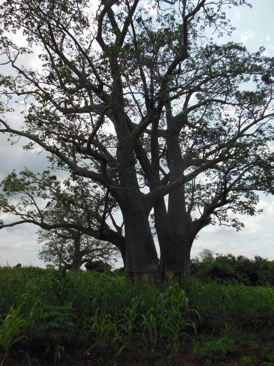 Смородина колосистая