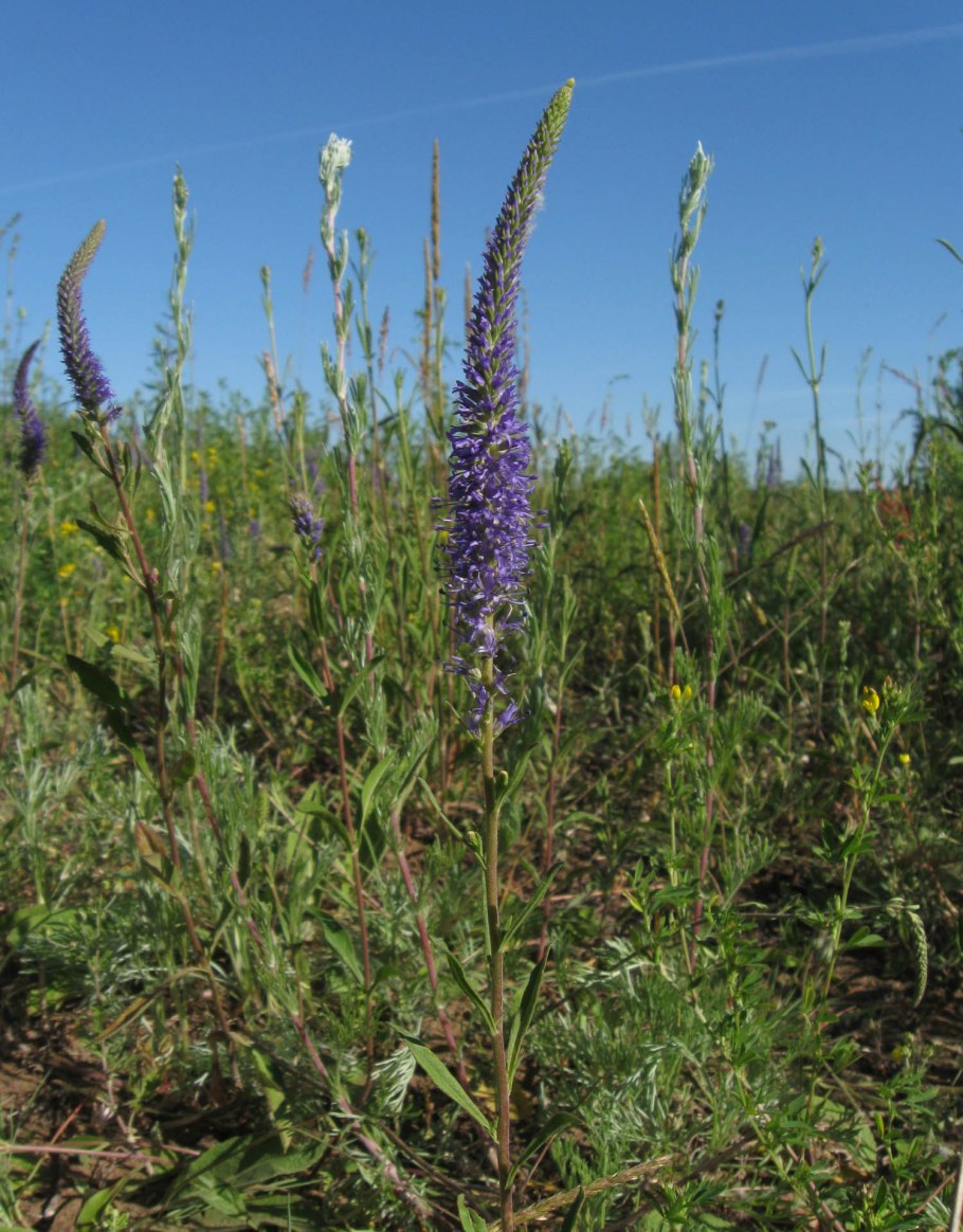 Лиатрис Вайолет фиолетовый