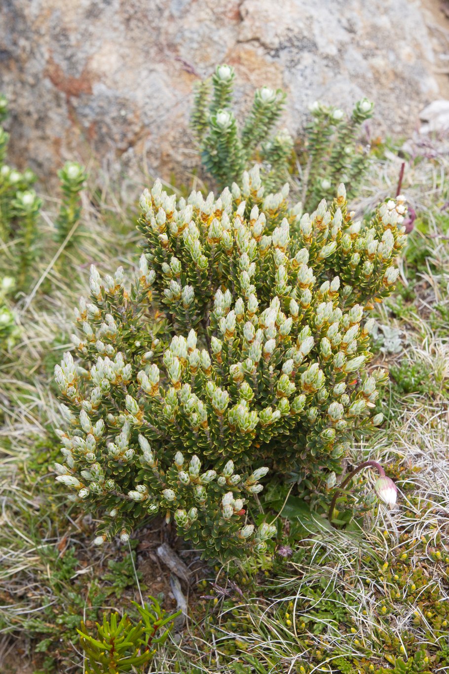 Трохокарпа Горная