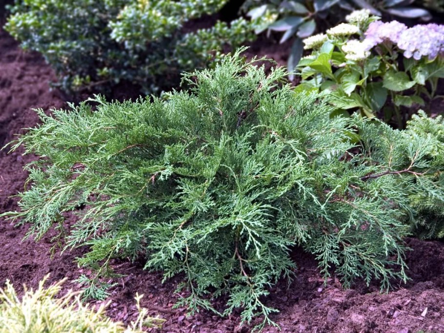 Адриана Чечик Gabriella Paltrova