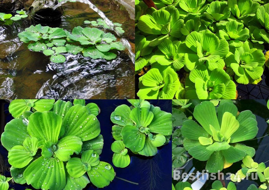 Кета без головы