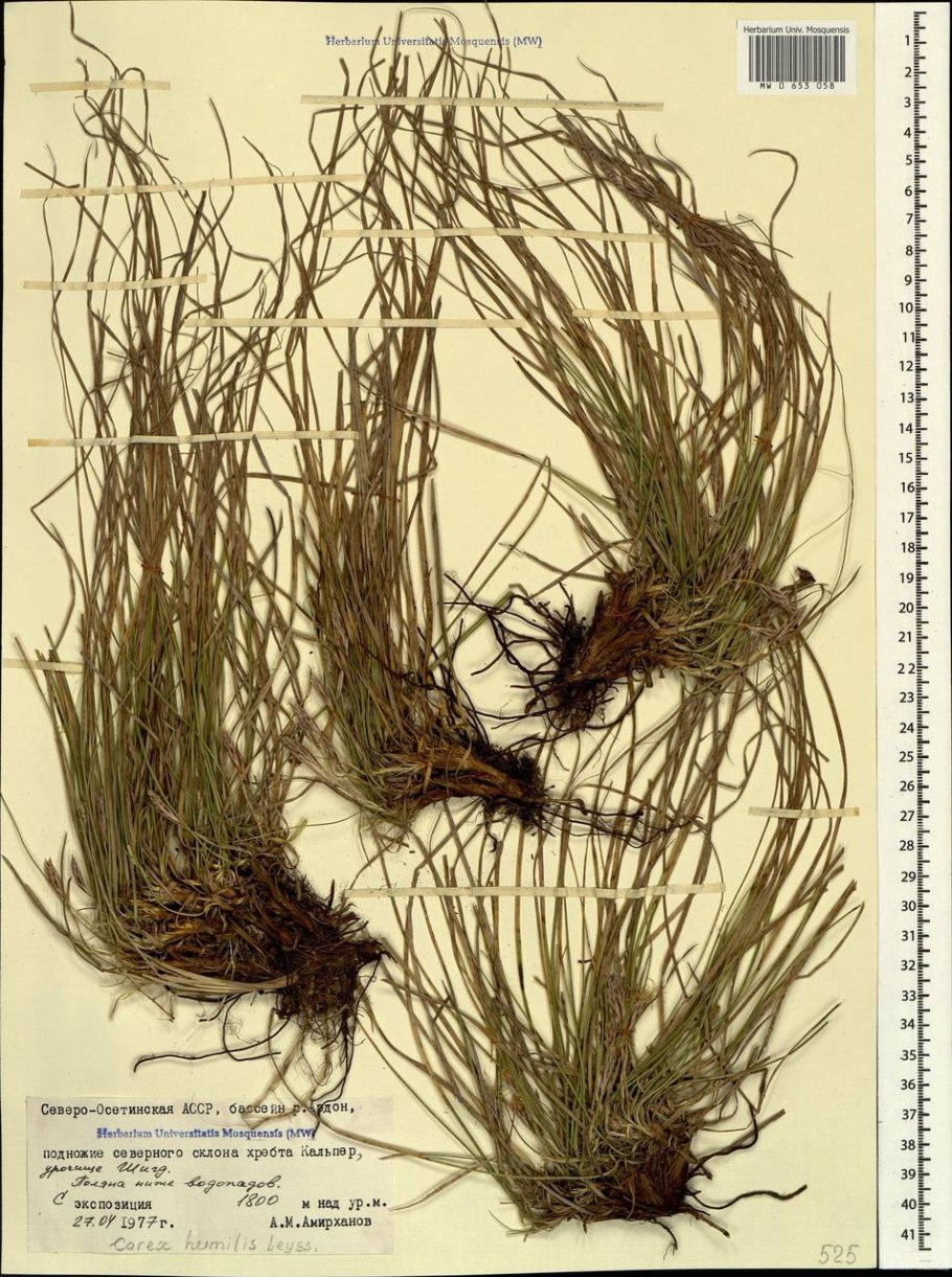 Мохоцветник Гмелина