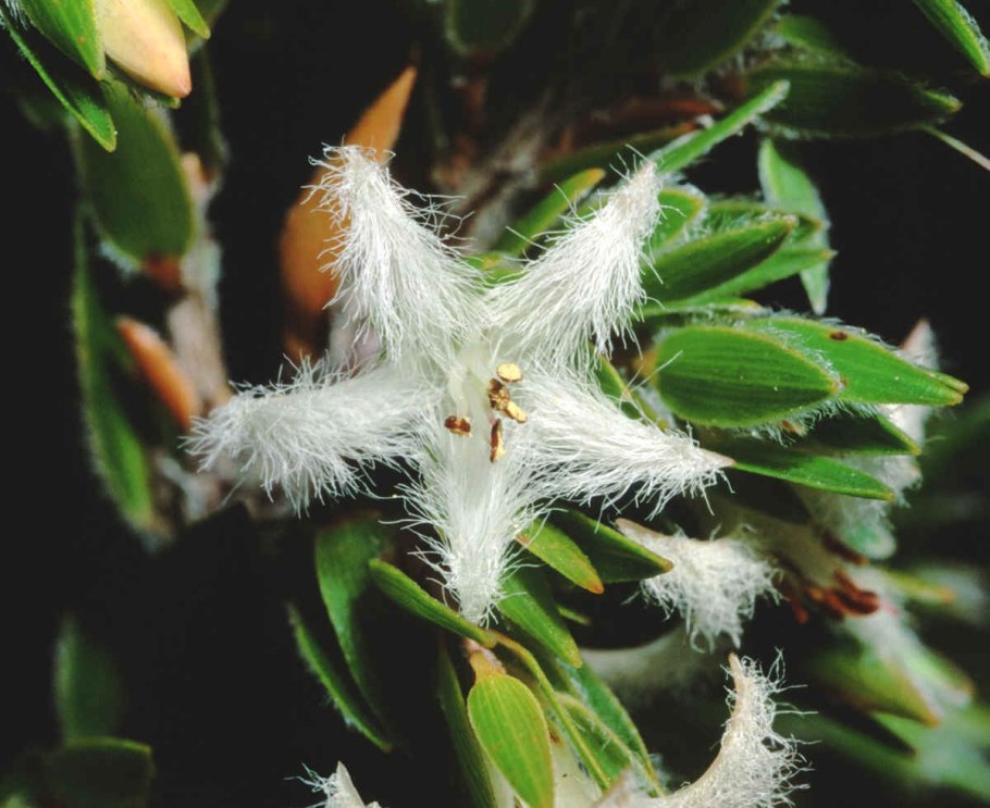 Пентахондра покрывальная