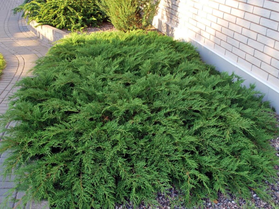 Сироп Зеро шоколадный состав