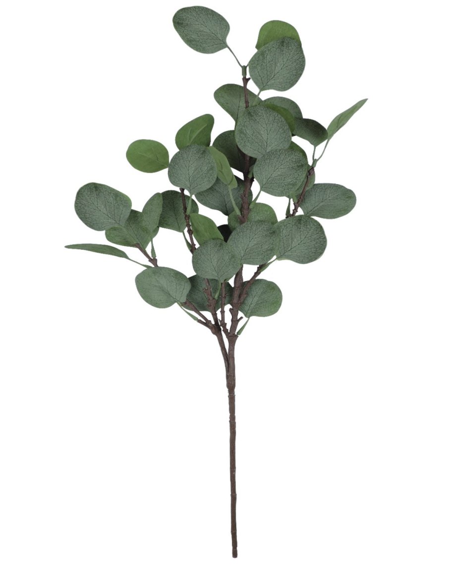 Веточка эвкалипта