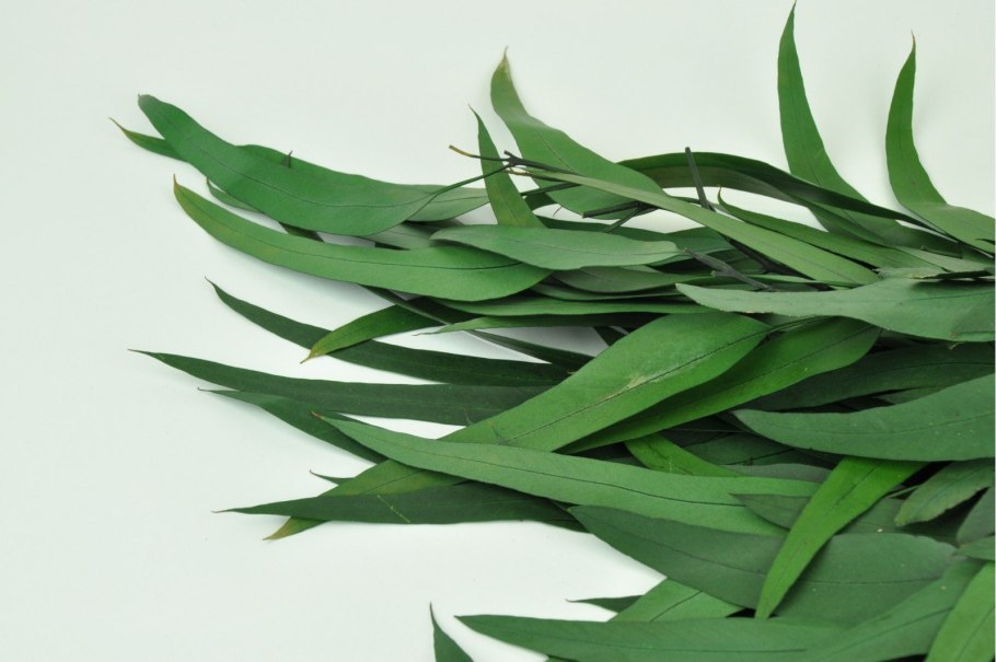 Эвкалипт Николя