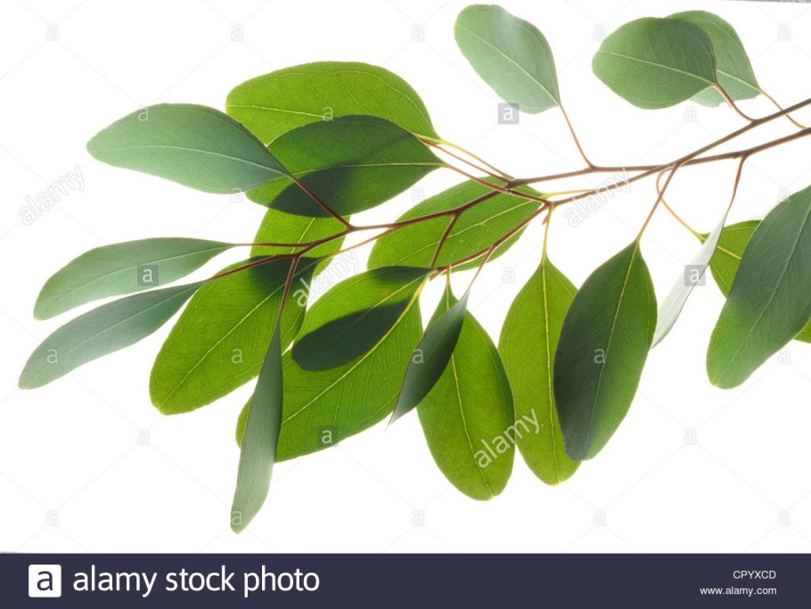 Листики эвкалипта