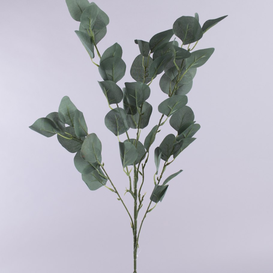 Веточка эвкалипта вектор