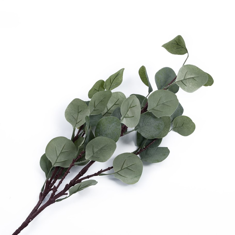 Эвкалипт Популус Сильвер