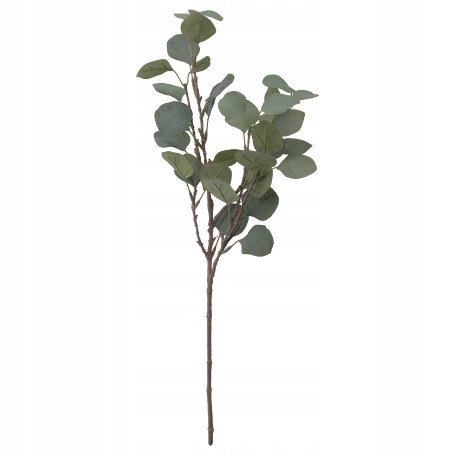 Зелень эвкалипт Популус