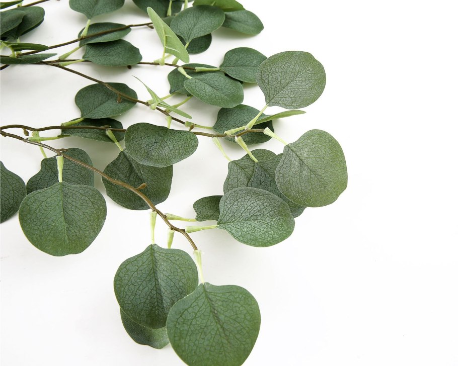 Эвкалипт Популус лист