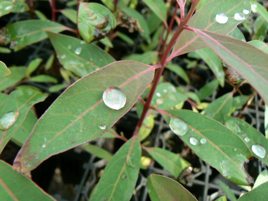 Листья эвкалипт Парвифолия