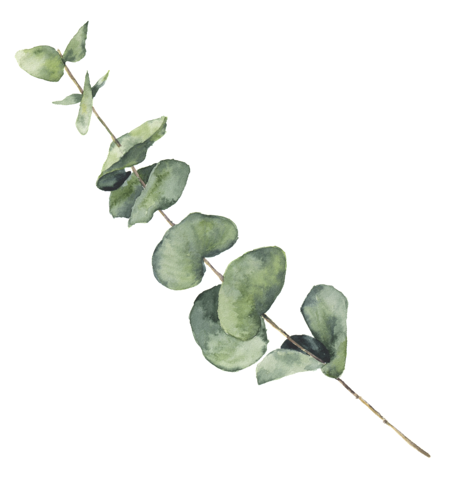 Эвкалипт Бруни ветка