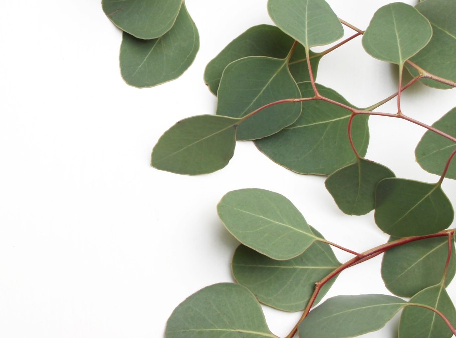 Эвкалипт Сильвер