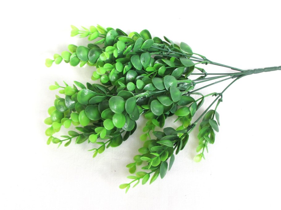 Эвкалипт зелень