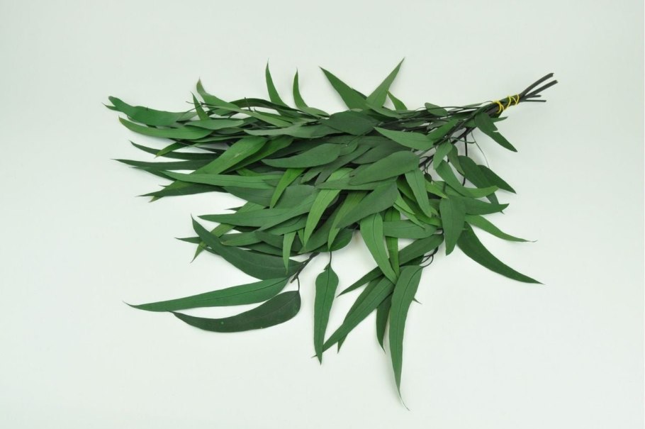 Эвкалипт Блэксленда