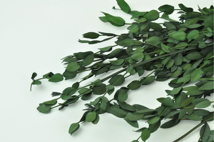 Эвкалипт parvifolia