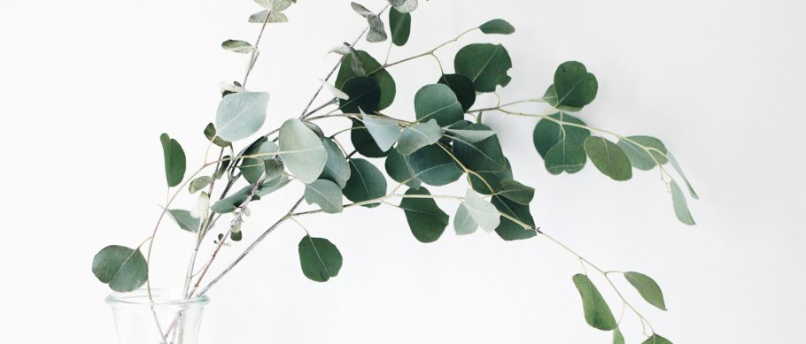 Эвкалипт цинерия Альбенга