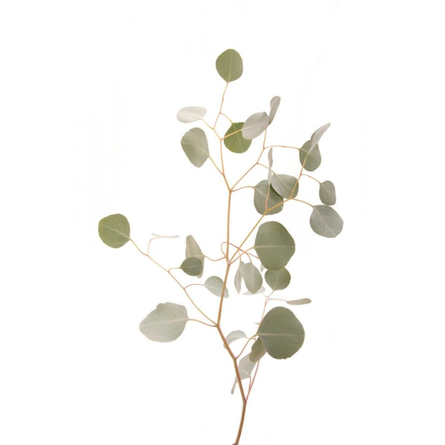 Листья эвкалипт Гунни