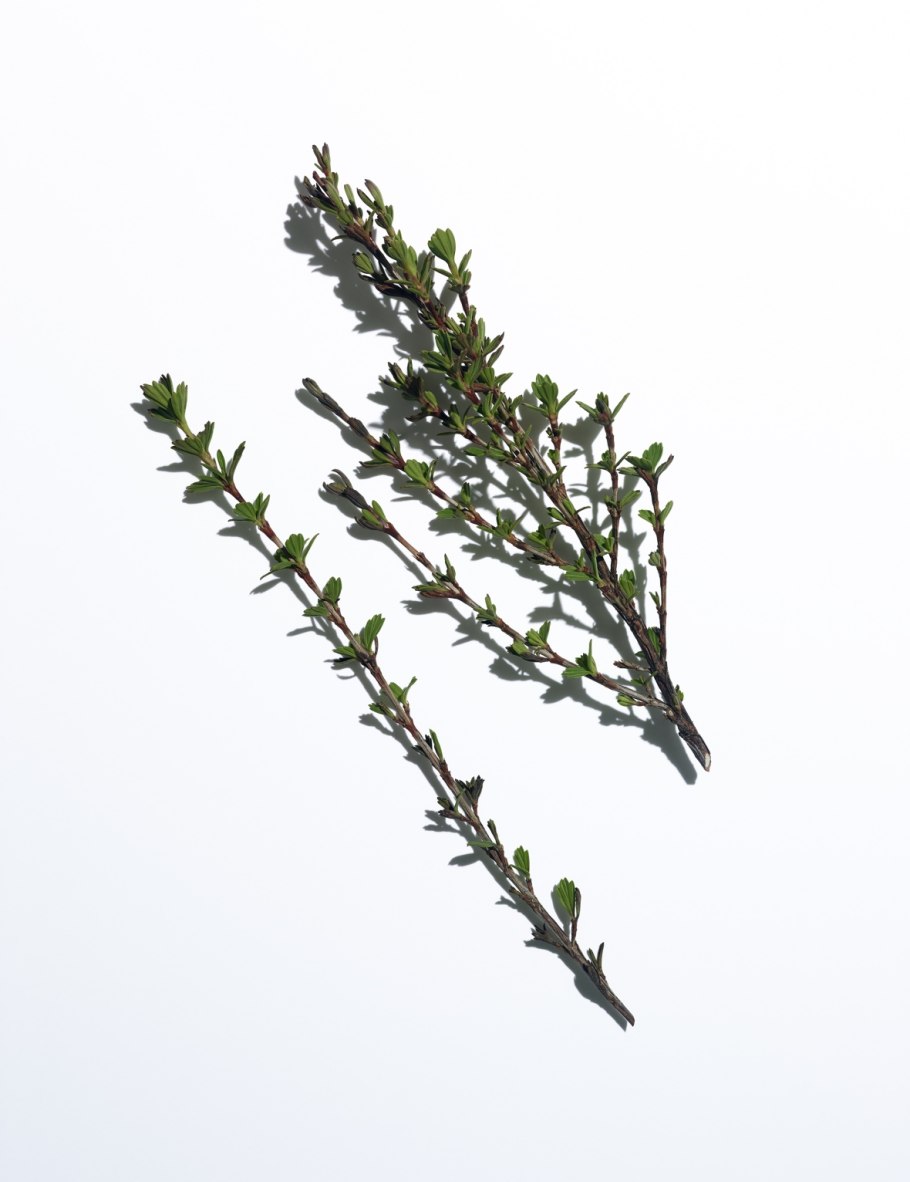 Миротамнуса вееролистн