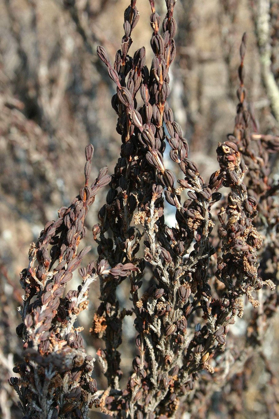 Myrothamnus flabellifolia