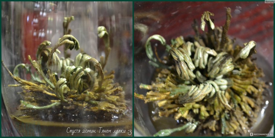 Дерево с листьями ланцетными с зубчика