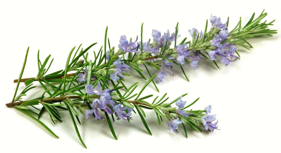 Кактус Литопс микс