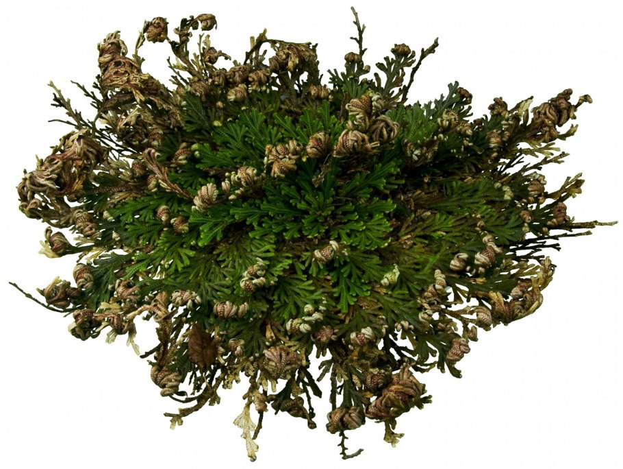 Carmichaelii Australis