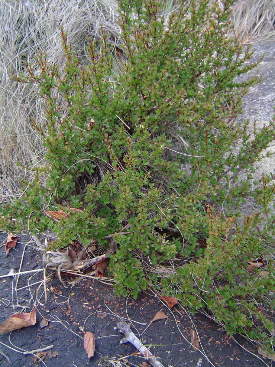 Myrothamnus flabellifolia
