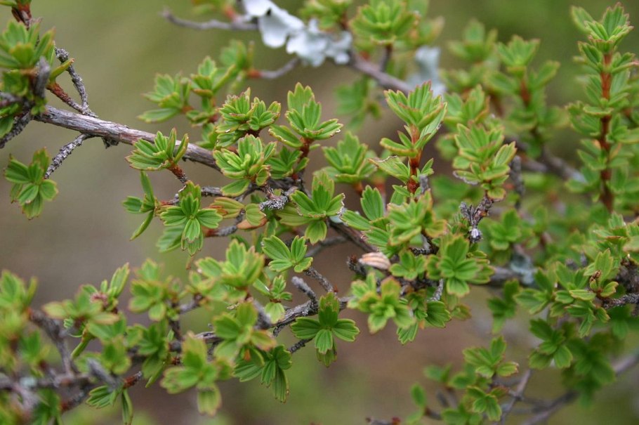 Myrothamnus moschatus