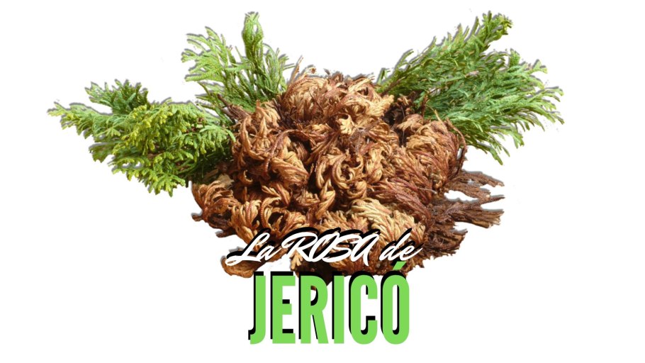 Люстра Freya Esme fr1005pl-05g