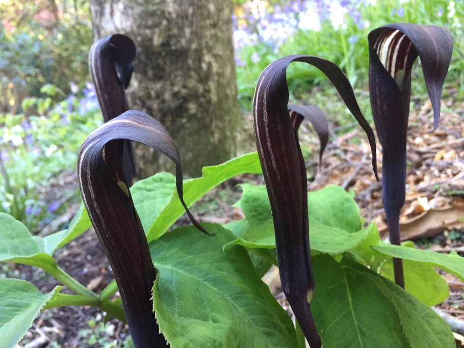 Arisaema serratum