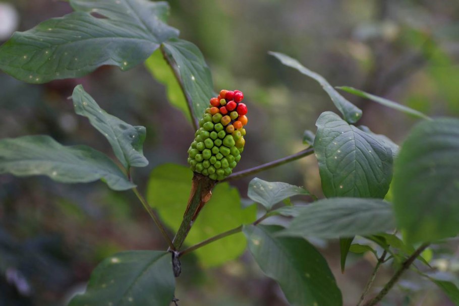 Arisaema triphyllum