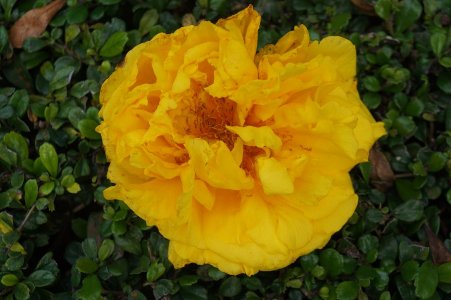 Леукоспермум Gold Dust