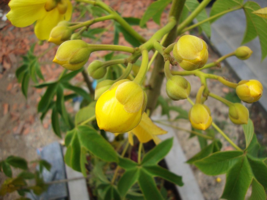 Cochlospermum fraseri