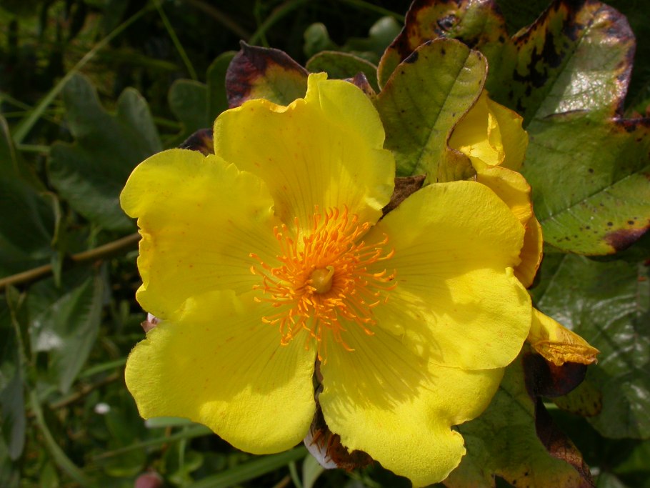 Cochlospermum vitifolium