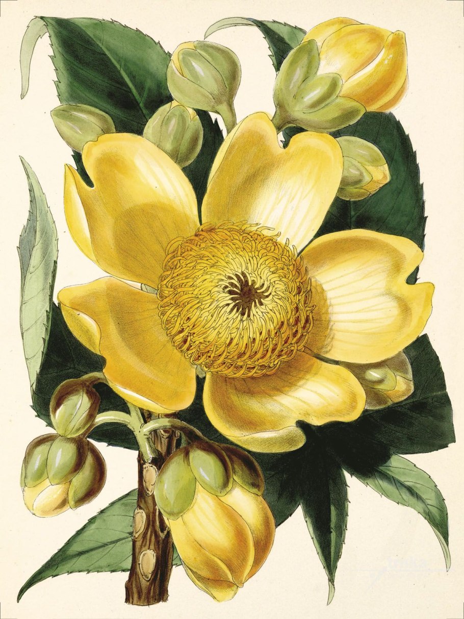 Мадагаскарскую лозу Cryptostegia grandiflora