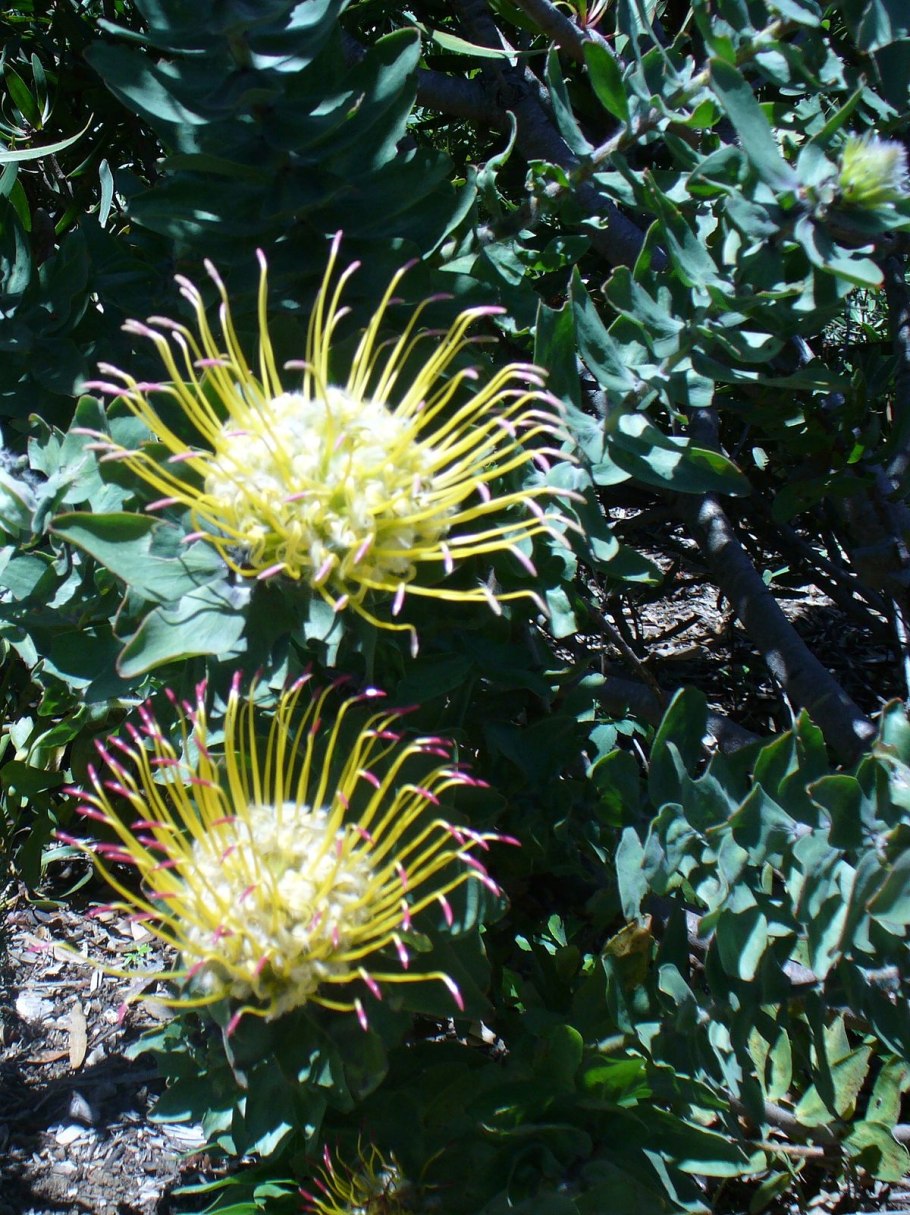 Семейство Биксовые примеры растений