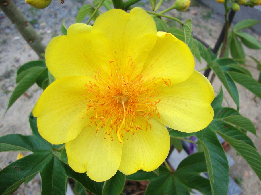 Cochlospermum fraseri