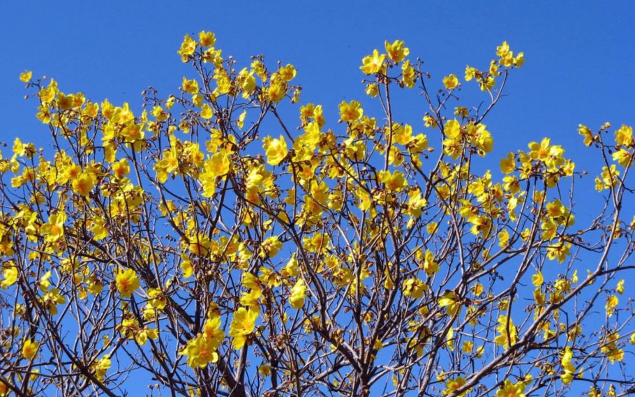 Cochlospermum religiosum