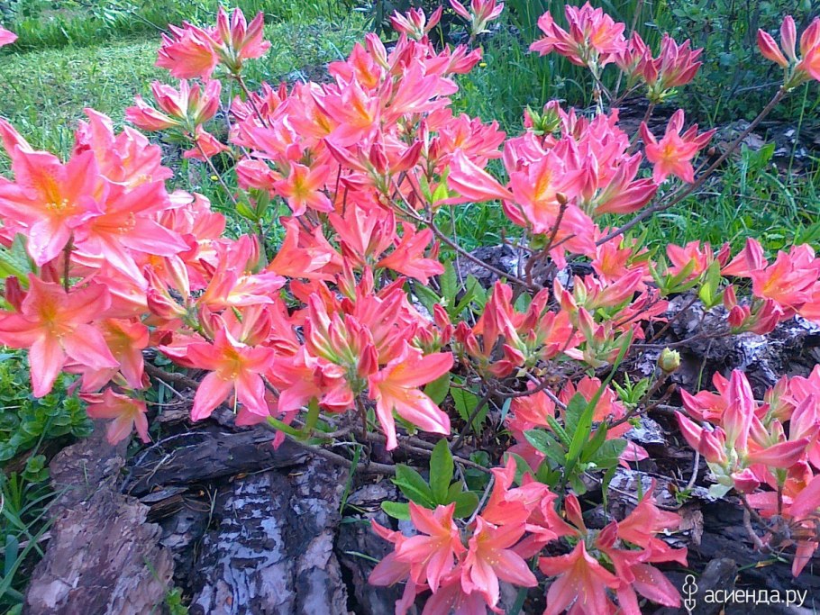 Рододендрон японский листопадный