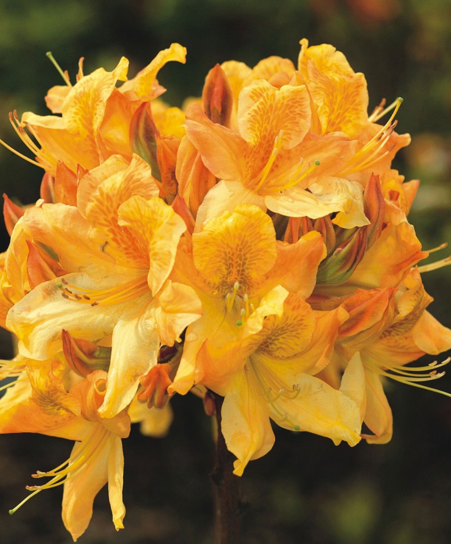 Рододендрон японский Розеум