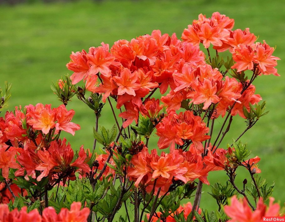 Рододендрон листопадный Гибралтар