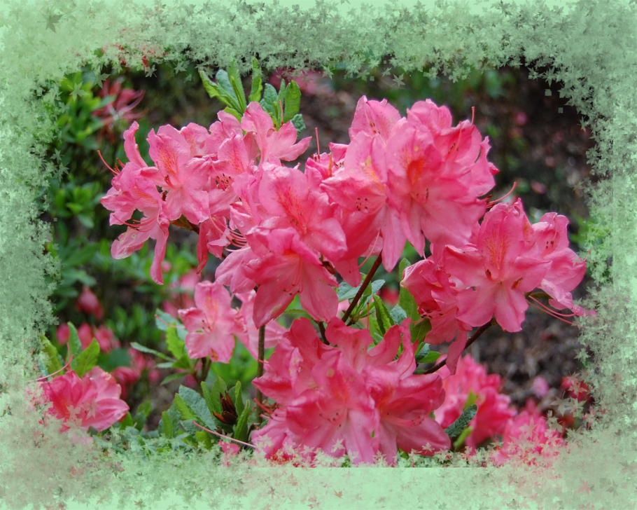 Рододендрон листопадный Азалия