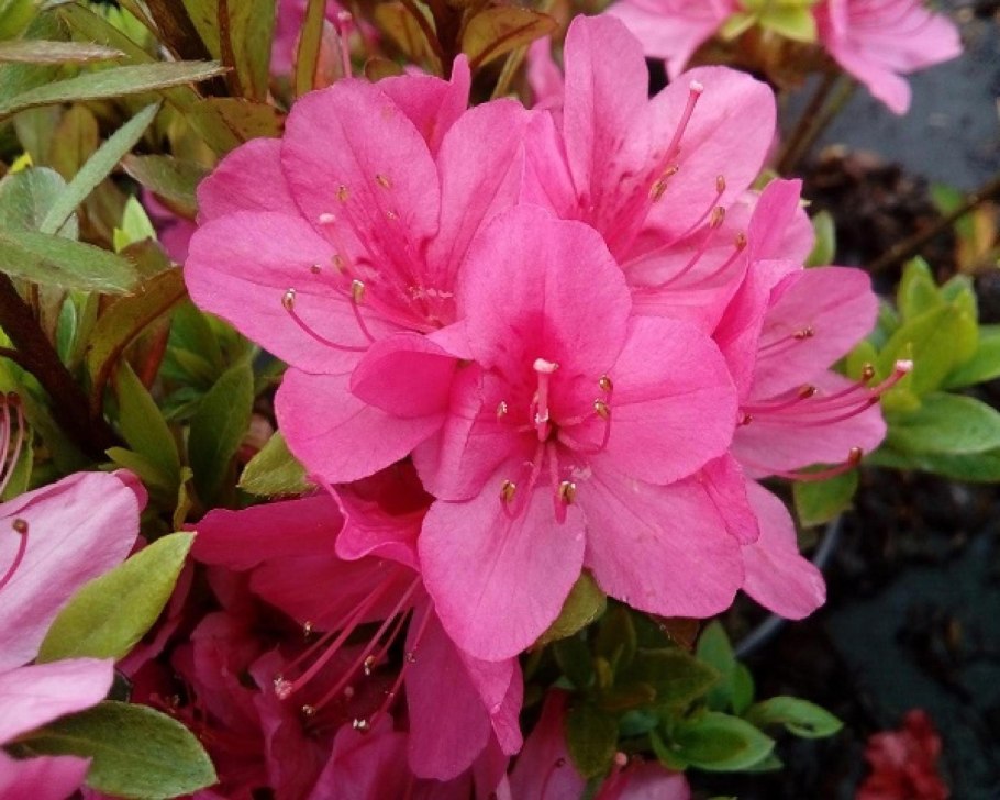 Азалия/рододендрон японская obtusum