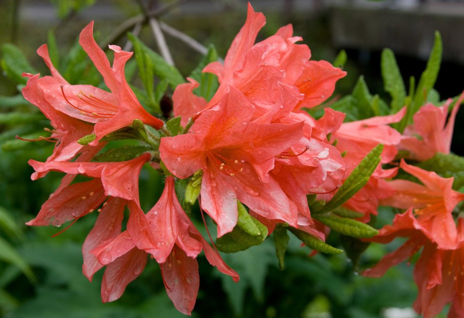 Рододендрон японский листопадный