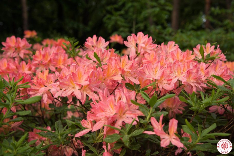 Рододендрон японский листопадный