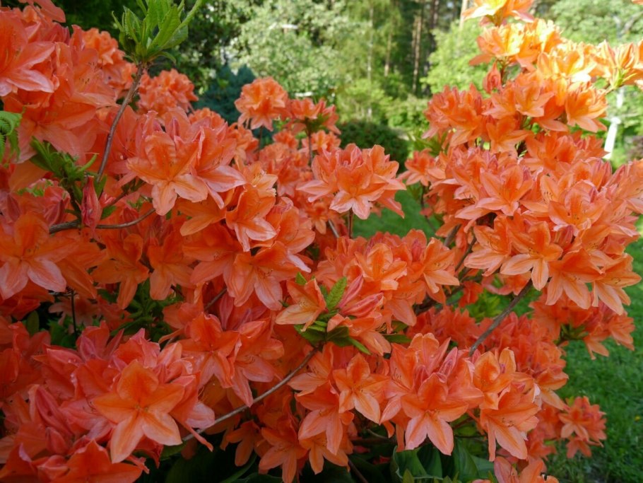 Рододендрон лососевый