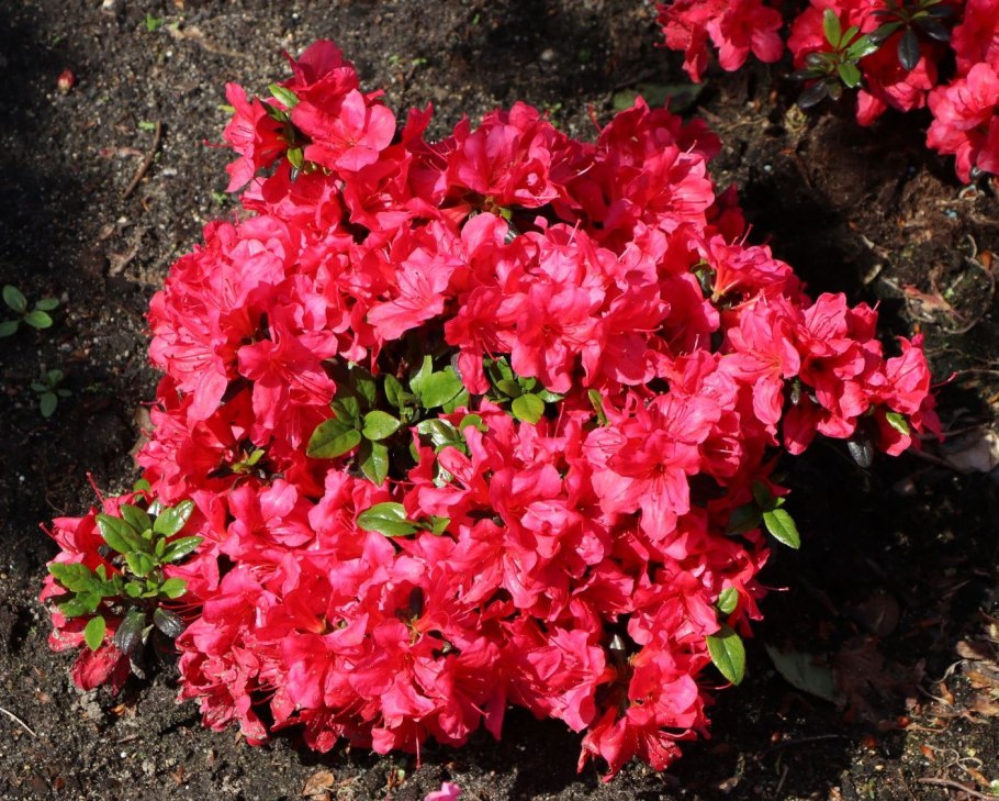 Цветок Азалия индийская